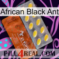 African Black Ant 42